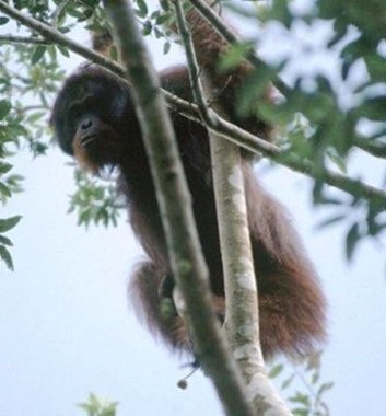Adventure Alternative Borneo Sabah Jungle Orangutan