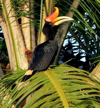 Adventure Alternative Borneo Sabah Jungle Hornbill Bird