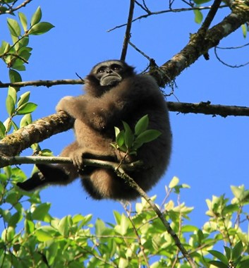 Adventure Alternative Borneo Sabah Jungle Wildlife Monkey