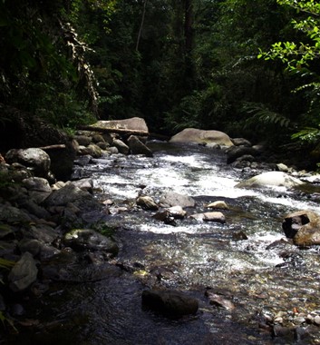 Wild Borneo River trek