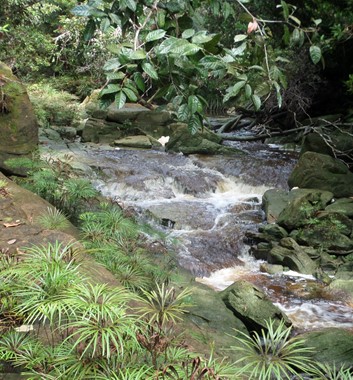 Adventure Alternative Borneo Radak Jungle river