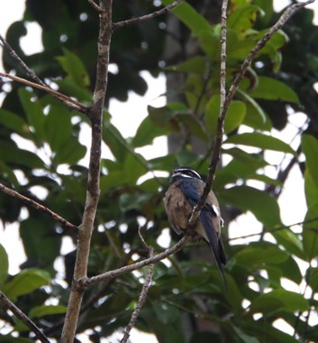 Adventure Alternative Borneo Radak Jungle Bird