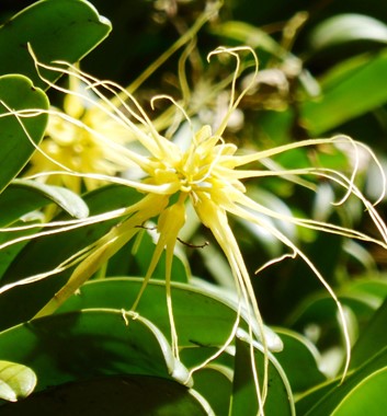 Adventure Alternative Borneo Sabah Flower Focused