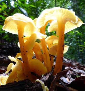 Adventure Alternative Borneo Sabah Mushroom