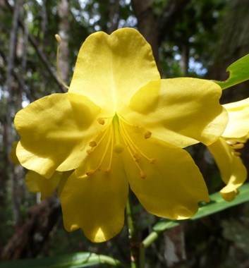Adventure Alternative Borneo Sabah plants  Rhody