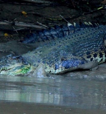 Adventure Alternative Borneo Sabah Jungle Crocodile Entering the water