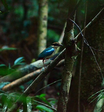 Adventure Alternative Borneo Sabah Maliau Basin Wildlife Bug
